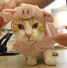 wonderful photographs of cats in costumes cat costumes cat dressed up cats