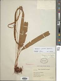 Image result for Elaphoglossum welwitschii