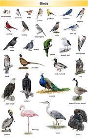 Image Result For Birds With Names English Vocabulary Learn English Vocabulary Learn English