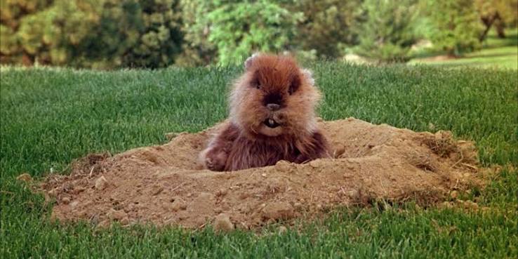 Was The Gopher From Caddyshack All In The Groundskeeper's Head? |  Cinemablend