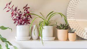 Maybe you would like to learn more about one of these? 6 Great Ways To Decorate With Plants