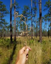 Image result for Kampochloa