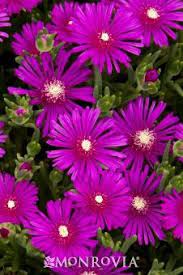 Hardy Ice Plant Ice Plant Plants Pollinator Plants