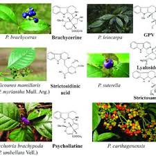Image result for Psychotria bugoyensis
