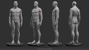 I was gonna draw one of my ocs in a 18x12 paper to have him a good size for details then decided to leave him body alone and. Male Anatomy Statue 3d Model 10 Ztl Free3d