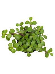 Image result for Aframomum wuerthii