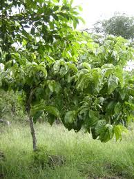 Image result for Vangueria madagascariensis