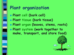 Maybe you would like to learn more about one of these? Plant Organs And Systems Ppt Video Online Download