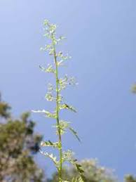 Image result for Chenolea diffusa