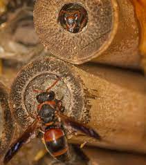 Are black red and yellow spiders poisonous? Red And Black Mason Wasp