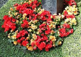 Heutzutage werden friedhöfe künstlerisch mit zahlreichen blumen und pflanzen unterschiedlichster arten bepflanzt und präsentieren sich dadurch zu jeder jahreszeit in unterschiedlichen farben. Sommerbepflanzung Fur Graber Einfach Und Pflegeleicht