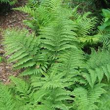 Image result for Arachniodes