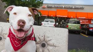 A boxer for adoption in rockwall, tx who needs a loving home. Best Pet Charities In New York City