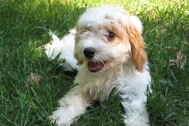 Within ten days of purchasing your new puppy, you must take him/her to a licensed veterinarian for an examination. Top Twenty Best Little Dog Breeds In 2019 Dogsnow Cavapoo Puppies Cavapoo Cavapoo Dogs