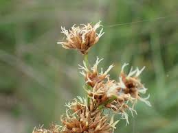 Image result for Cladium mariscus