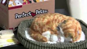 Too small to have a pet? Perfect Petzzz Orange Tabby Pet Of The Week Youtube