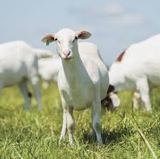 Pin On Customized Tags