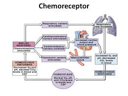 Blood Pressure Mechanism