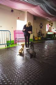 Show me a picture of a rat terrier dog. Woman Feeding Black Beagle And Rat Terrier Dogs At Dog Care Center Pets Pretty Stock Photo 225277884