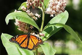 Monarchs And Milkweed The Precarious Cycle Native Plants Plants Monarch Butterfly