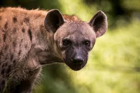 Résultat de recherche d'images pour "hyena"