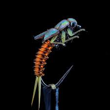 Pin On Fly Patterns