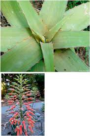 Image result for Hyparrhenia familiaris