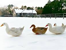 Check spelling or type a new query. Treat Your Ducks Hgtv