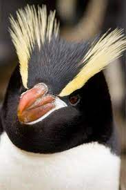 See more ideas about rockhopper penguin, penguins, animals. Sofia Villalpando On Twitter The Erect Crested Penguin Eudyptes Sclateri Is A Penguin From New Zealand I Want A Rocking Eyebrows Like Those Http T Co 4fhh3qurnt