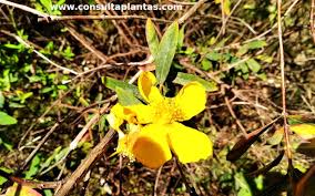Image result for Hypericum roeperianum
