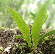 Image result for Pleopeltis macrocarpa