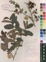 Image result for Cissus cornifolia