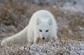 10best Cool Animals In Alaska Animals Arctic Animals Arctic Fox