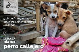 Jun 05, 2021 · en el día mundial del medio ambiente, te mostramos algunos de los proyectos que luchan por cuidar y restaurar nuestro planeta. Dia Internacional Del Perro Callejero 2020 Raya Red De Ayuda A Los Animales
