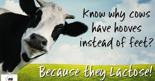 Cow Jokes Cow Animals Large Dogs