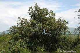 Image result for Markhamia obtusifolia