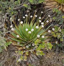 Image result for Paepalanthus lamarckii