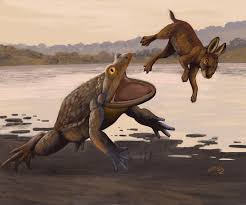 Image result for Raphionacme monteiroae