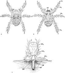 Image result for Trombicula autumnalis