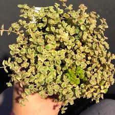 String of pearls succulents do well in your garden, on a patio, or in a sunny window. Crassula Pellucida Subsp Marginalis Minima Albovariegata Sedum Little Missy Uploaded By Sarahssassysucculents