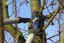 Summer pruning can be used, however, to slow down overly vigorous trees or trees that are too large. Best Time For Pruning Fruit Trees How To Prune A Fruit Tree