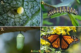 The Life Cycle Of The Monarch Butterfly With Pictures & Facts