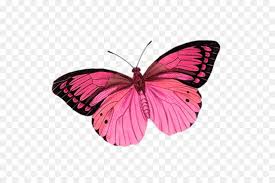 Bunga dan kupu kupu itu bagaikan pasangan yang sangat serasi, ibarat orang berkata pinng di belah 2, itu contoh nyan y, jngan di ketawain. Foto Kupu Kupu Bergerak