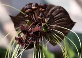 We did not find results for: Mitos Anggrek Hitam Arti Dan Lambang Anggrek Hitam