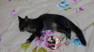 Manalah mengatasi masalah kutu pada kucing dan apa obat kutu untuk kucing masih menjadi hal yang paling menarik untuk dibahas, dan. Hanis Sania Tips Untuk Kucing Penuh Kutu Dan Telur Kutu Di Bulu