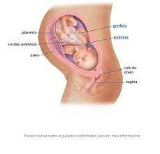 Os olhos e formação completa dos lábios: Desenvolvimento Fetal 34 Semanas De Gravidez 25 Semanas De Gravidez 36 Semanas De Gravidez 35 Semanas De Gravidez