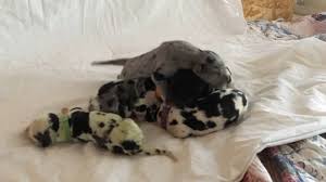 Kristy, thank you for the picture update of your amazing great dane puppy. Colorado Dog Owner Helps Great Dane Birth Rare Green Puppy Abc7 Los Angeles