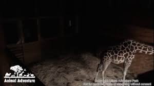 For imaginable giraffe calf watch 2021! Animal Adventure Park Coupon 07 2021