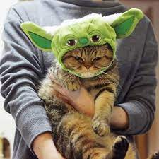 Pin By Lilla On Floofs Cat Love Kitten Adoption Baby Animals