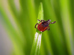 Eucalyptus oil is known as an effective tick repeller and killer. How To Kill And Prevent Ticks In Your Lawn